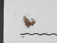 登錄號:F0002197藏品圖，第1張