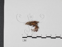 登錄號:F0002197藏品圖，第3張