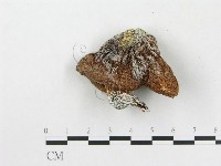 登錄號:F0002198藏品圖，第4張