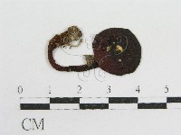粉褶菌屬藏品圖，第3張