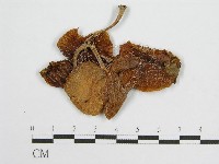 登錄號:F0002201藏品圖，第1張