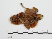登錄號:F0002201藏品圖，第3張
