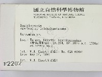 小皮傘屬藏品圖，第2張