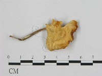 小皮傘屬藏品圖，第1張