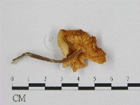 小皮傘屬藏品圖，第3張