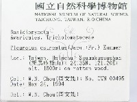 糙皮側耳藏品圖，第2張