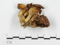 糙皮側耳藏品圖，第3張