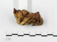 糙皮側耳藏品圖，第4張