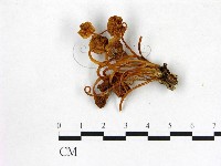 登錄號:F0002204藏品圖，第1張