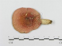 登錄號:F0002205藏品圖，第1張
