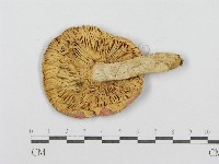 登錄號:F0002205藏品圖，第3張