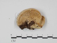登錄號:F0002208藏品圖，第1張