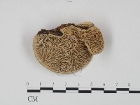 登錄號:F0002208藏品圖，第3張