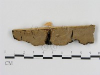 刺革菌屬藏品圖，第1張