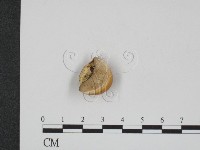 登錄號:F0002210藏品圖，第1張