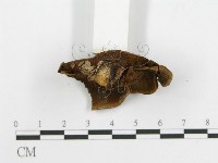 登錄號:F0002211藏品圖，第6張