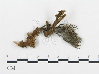 登錄號:F0002212藏品圖，第1張