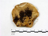 登錄號:F0002215藏品圖，第1張
