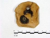 登錄號:F0002216藏品圖，第1張