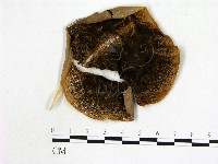 登錄號:F0002220藏品圖，第1張