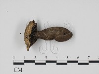 炭角菌屬藏品圖，第3張