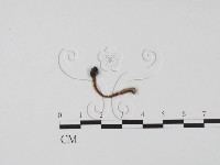 登錄號:F0002231藏品圖，第1張