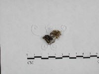 登錄號:F0002232藏品圖，第1張