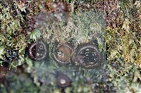 登錄號:F0002232藏品圖，第4張