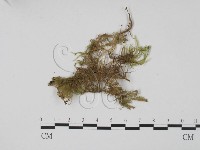 登錄號:F0002236藏品圖，第1張