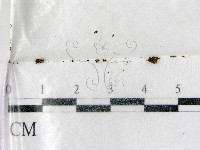 登錄號:F0002242藏品圖，第1張