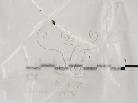 登錄號:F0002243藏品圖，第1張