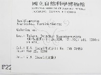 盔孢傘屬藏品圖，第2張