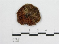 盔孢傘屬藏品圖，第1張