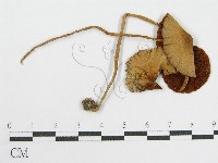 登錄號:F0002253藏品圖，第1張