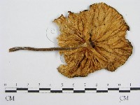 登錄號:F0002255藏品圖，第3張