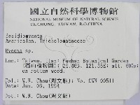 小菇屬藏品圖，第2張