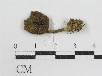 粉褶菌屬藏品圖，第3張