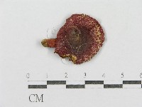 紅菇屬藏品圖，第1張