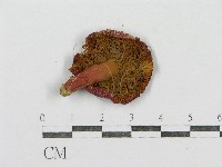 紅菇屬藏品圖，第3張