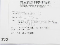 紅菇屬藏品圖，第2張