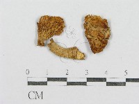 紅菇屬藏品圖，第3張