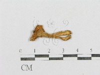 紅菇屬藏品圖，第4張