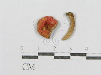 紅菇屬藏品圖，第3張