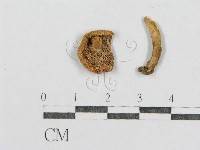 紅菇屬藏品圖，第4張