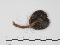 登錄號:F0002263藏品圖，第3張