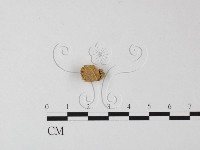 登錄號:F0002264藏品圖，第1張