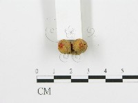 登錄號:F0002264藏品圖，第4張