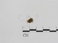 小菇屬藏品圖，第1張