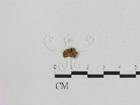 小菇屬藏品圖，第3張