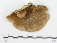 硬孔菌屬藏品圖，第3張